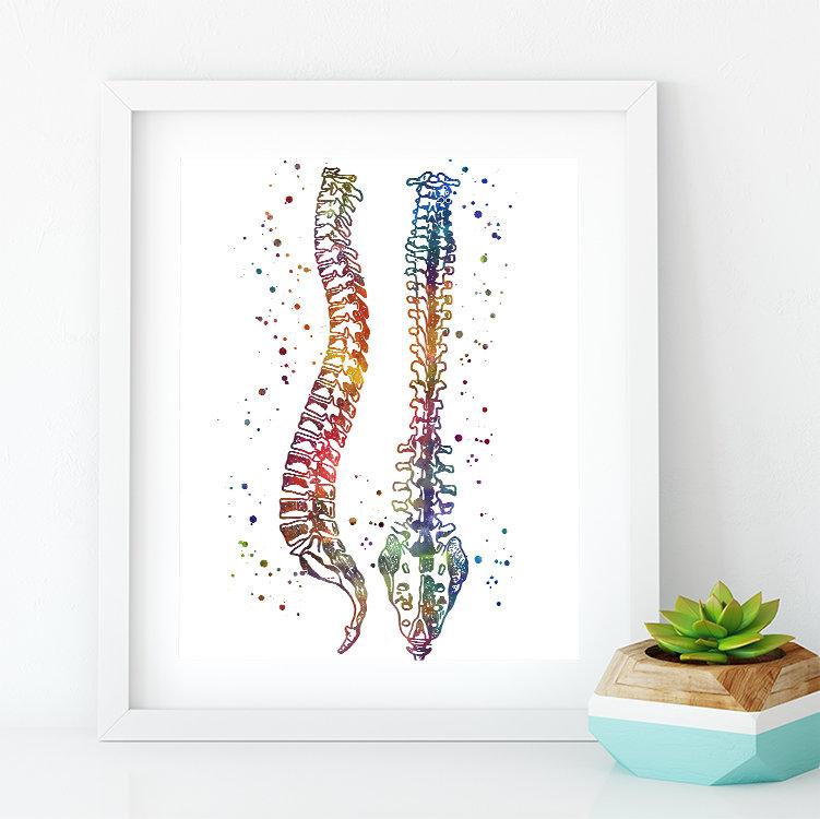 Human Spine Print, Wall Art for Chiropractor Office - PrintsFinds