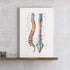 Human Spine Print, Wall Art for Chiropractor Office - PrintsFinds