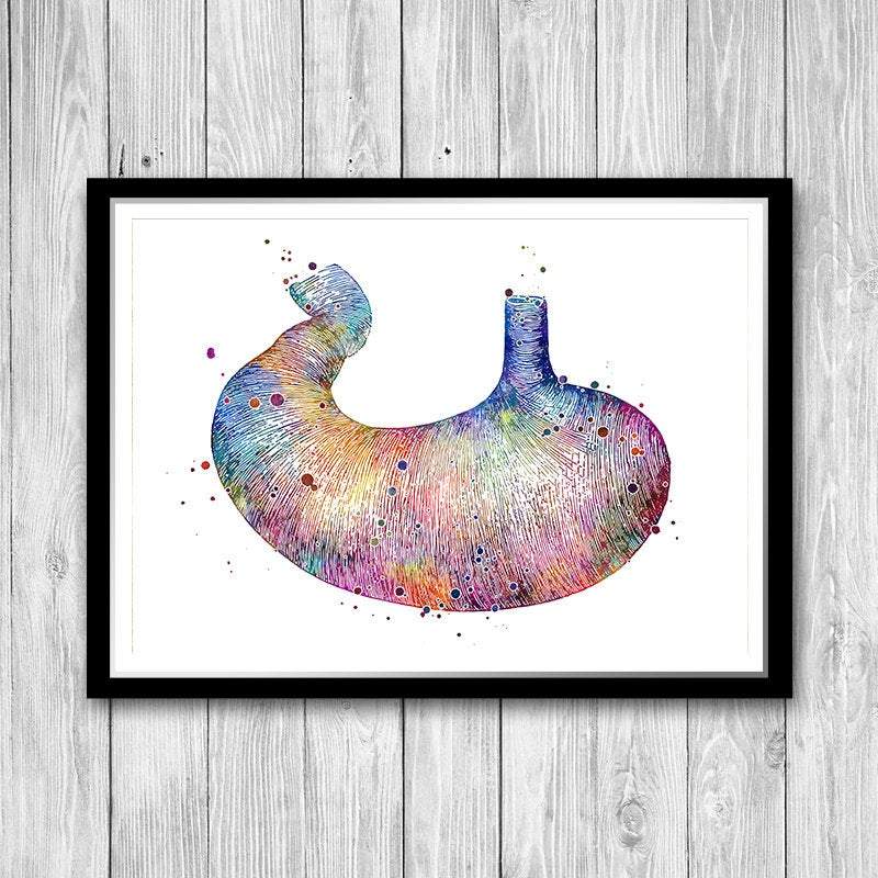 Human Stomach Anatomy - PrintsFinds