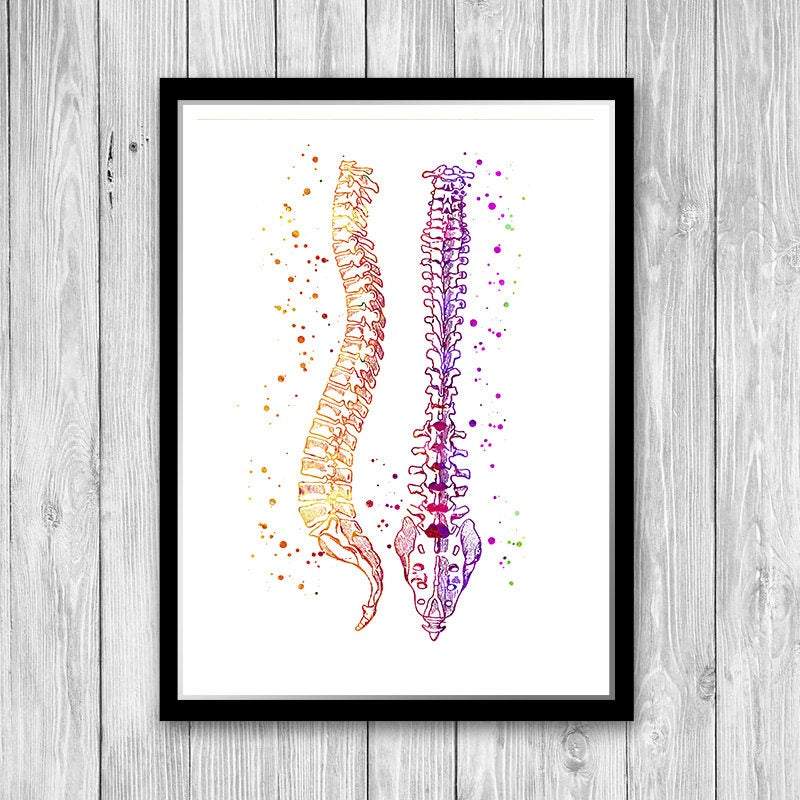 Spinal Column Human Spine Anatomy - PrintsFinds